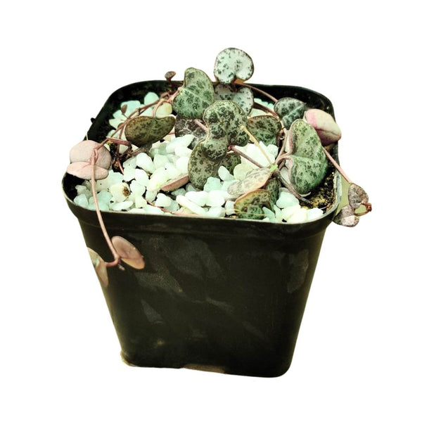 Buy String of Hearts Online Ceropegia Woodii House Plant