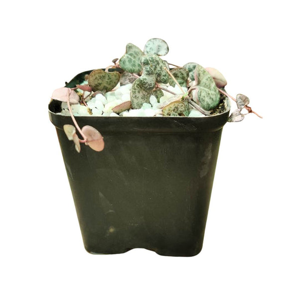 Ceropegia Woodii String Of Hearts Succulent - Live Bare Root Plant, Fast Growing Trailer 3 thumbnail image