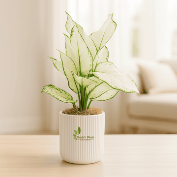 Aglaonema Super White