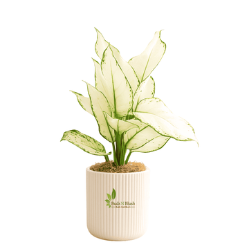 Aglaonema Super White