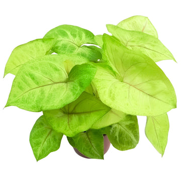 Syngonium Gold Allusion