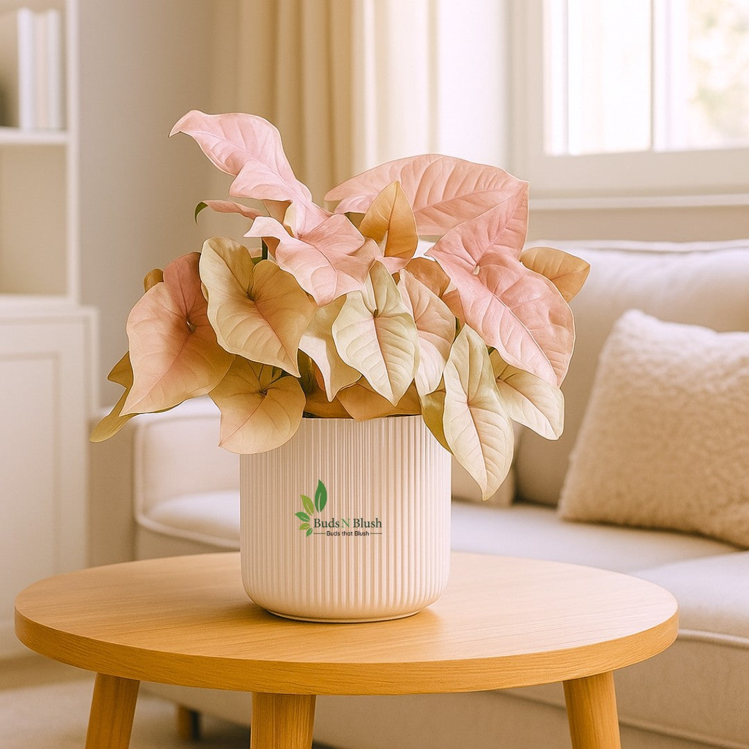 Syngonium Pink