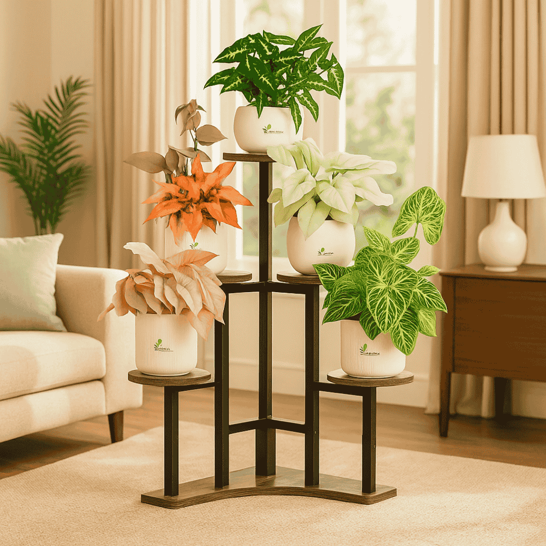 Set of 5 Premium Syngonium Collection