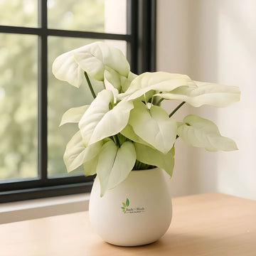 Syngonium White Butterfly