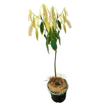 Tej Patta Plant - Bay Leaf Plant