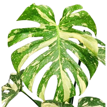 Thai Constellation Monstera – A Living Masterpiece