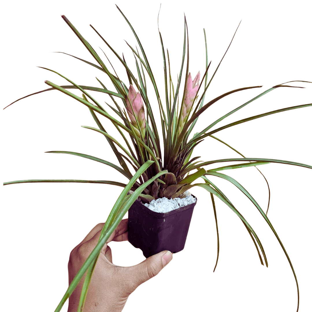 tillandsia cyanea air plant Tillandsia Cyanea