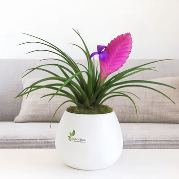 Tillandsia Cyanea