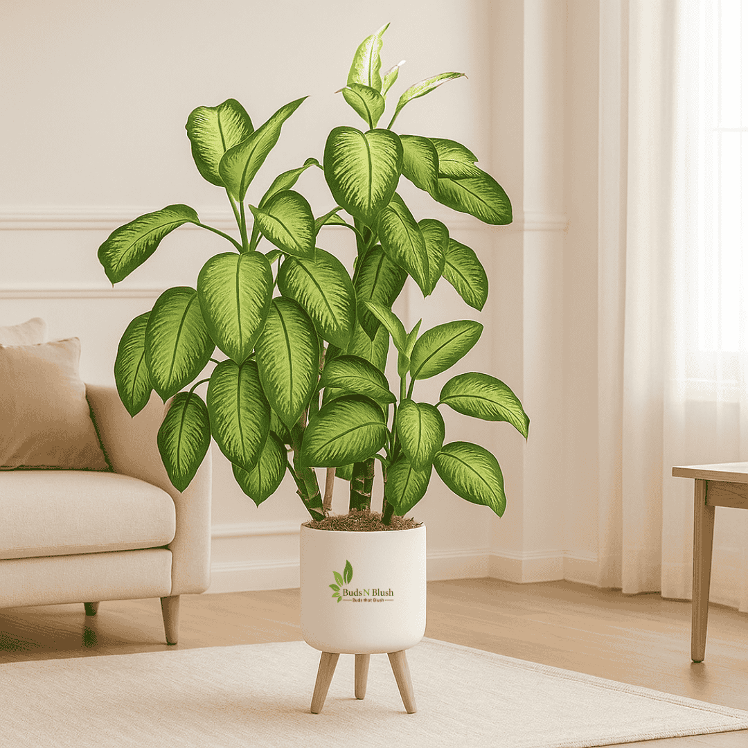Dieffenbachia Tropic Snow