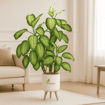 Dieffenbachia Tropic Snow