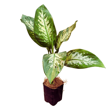 Dieffenbachia Tropic Snow