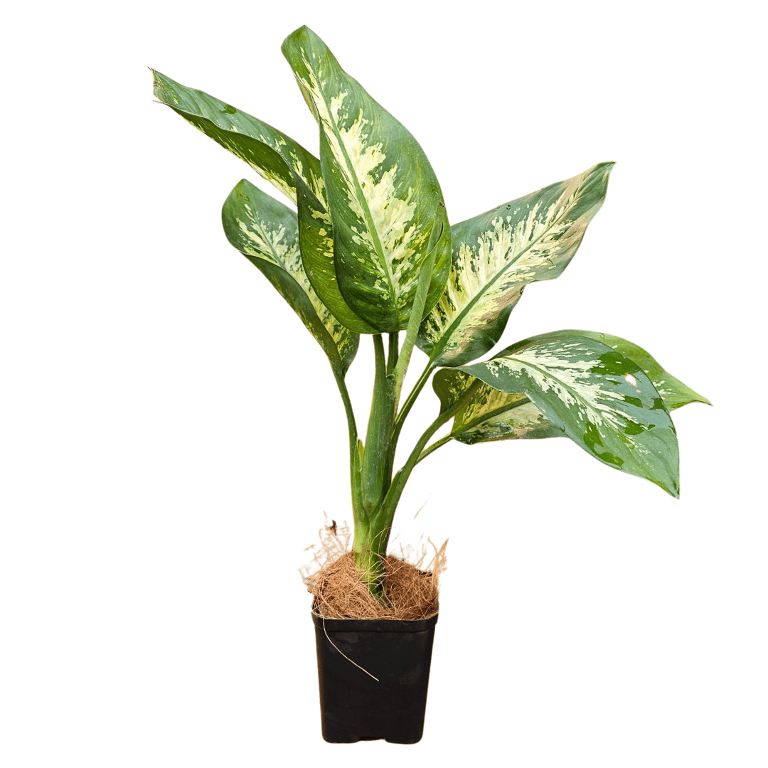 dieffenbachia cv Dieffenbachia Tropic Snow
