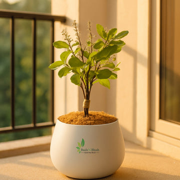 Krishna Tulsi Plant