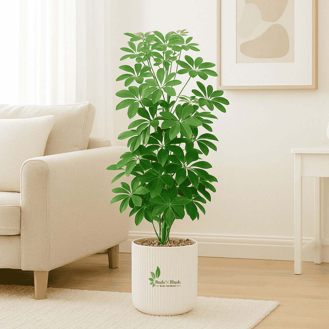 Umbrella Plant Green