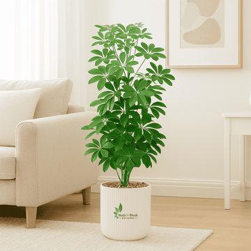 Umbrella Plant Green