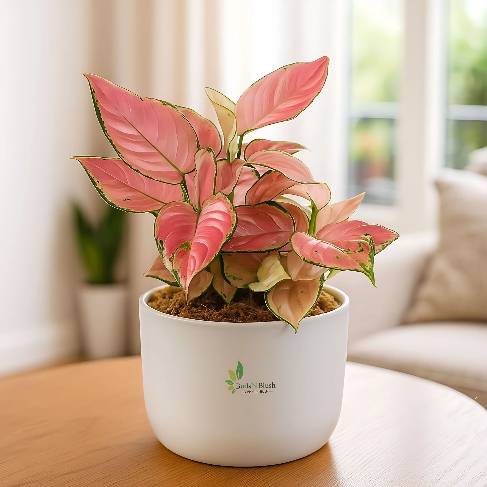 Aglaonema Pink Valentine