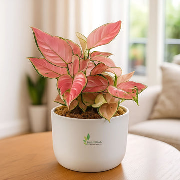 Aglaonema Pink Valentine