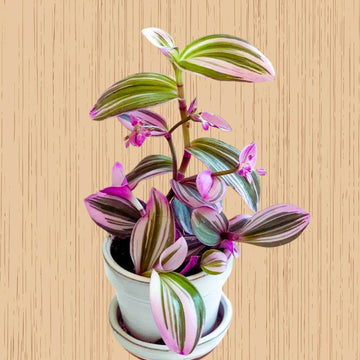 Rare Pink Wandering Jew Nanouk / Buy Tradescantia Nanouk / Rare Nanouk Pink Tradescantia