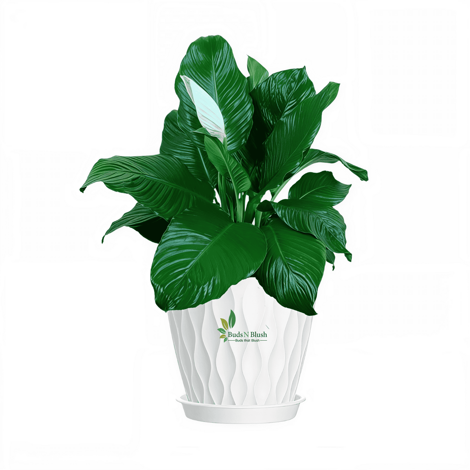 peace lily price in india Broad leaved Peace Lily