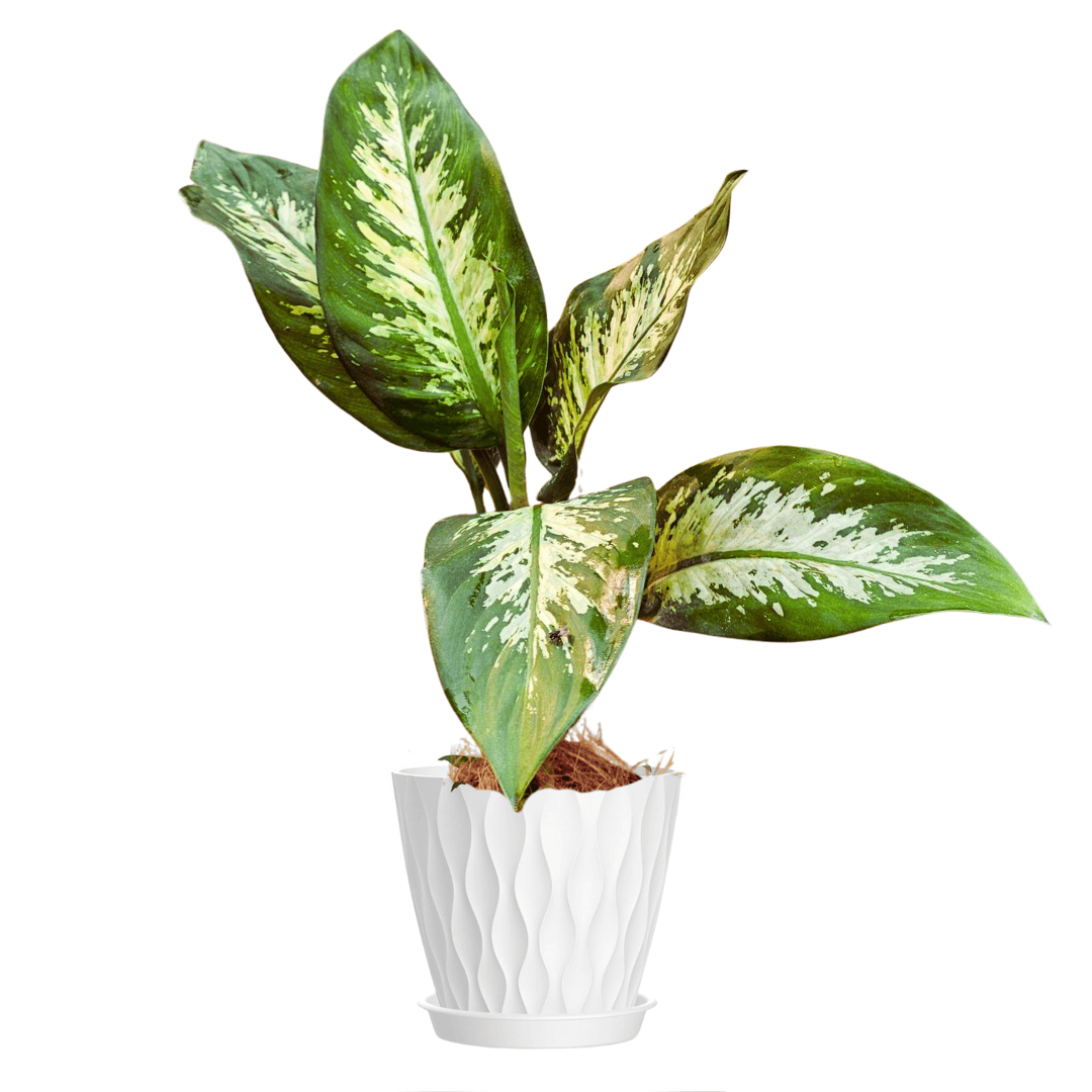 tropical snow dieffenbachia Dieffenbachia Tropic Snow