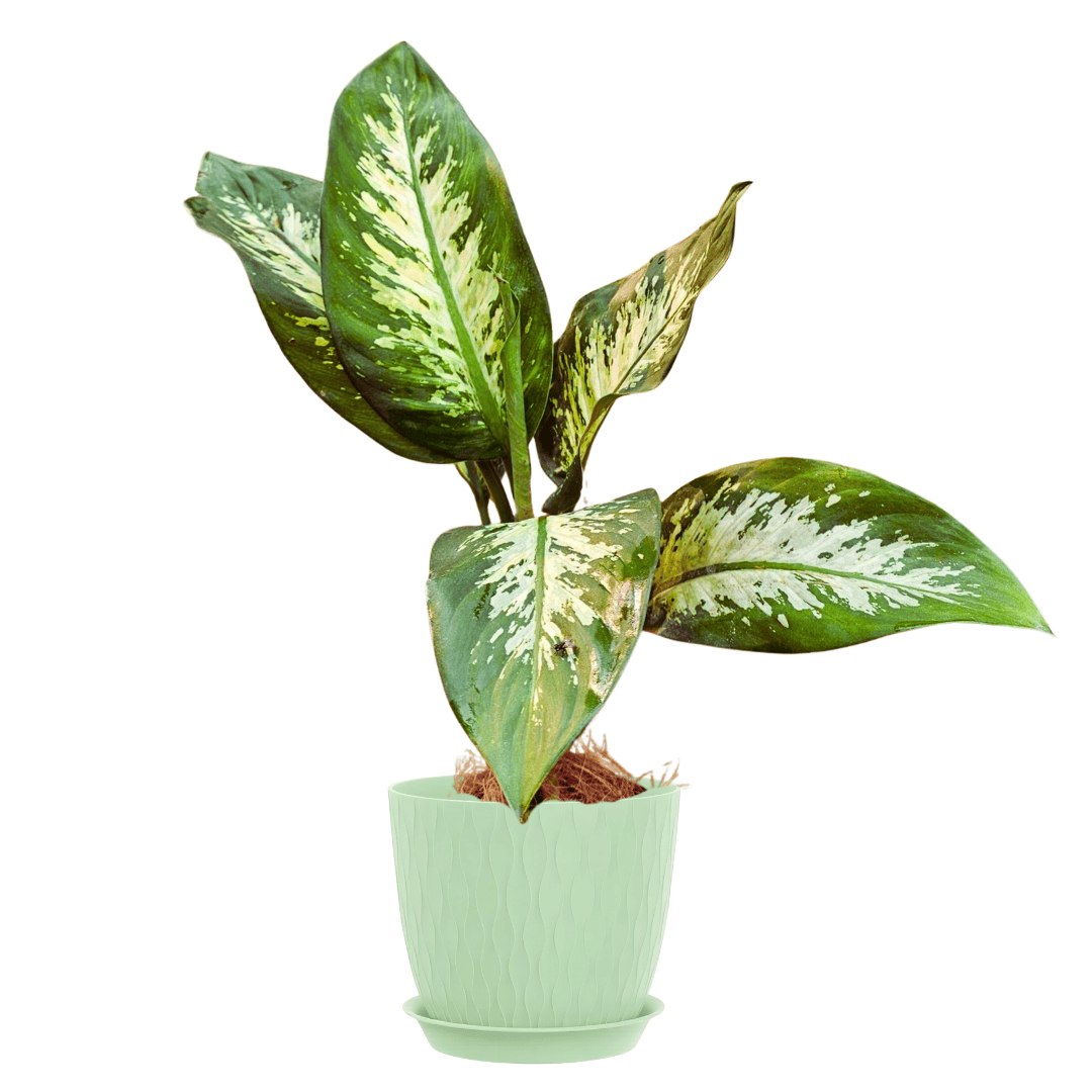 dieffenbachia compacta tropic snow Dieffenbachia Tropic Snow