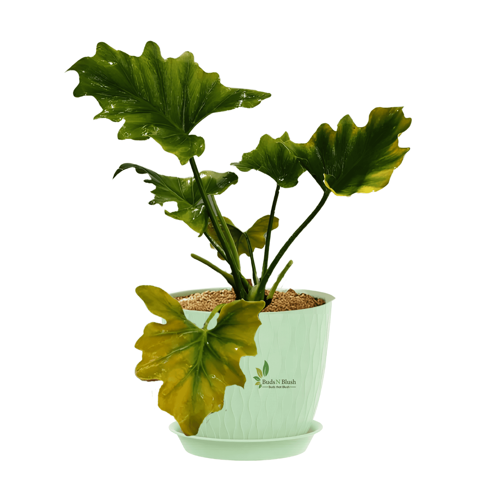 philodendron pl Philodendron Selloum Green