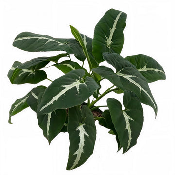 Syngonium Wendlandii