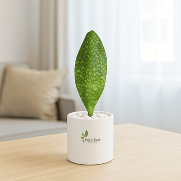 Sansevieria  Masoniana