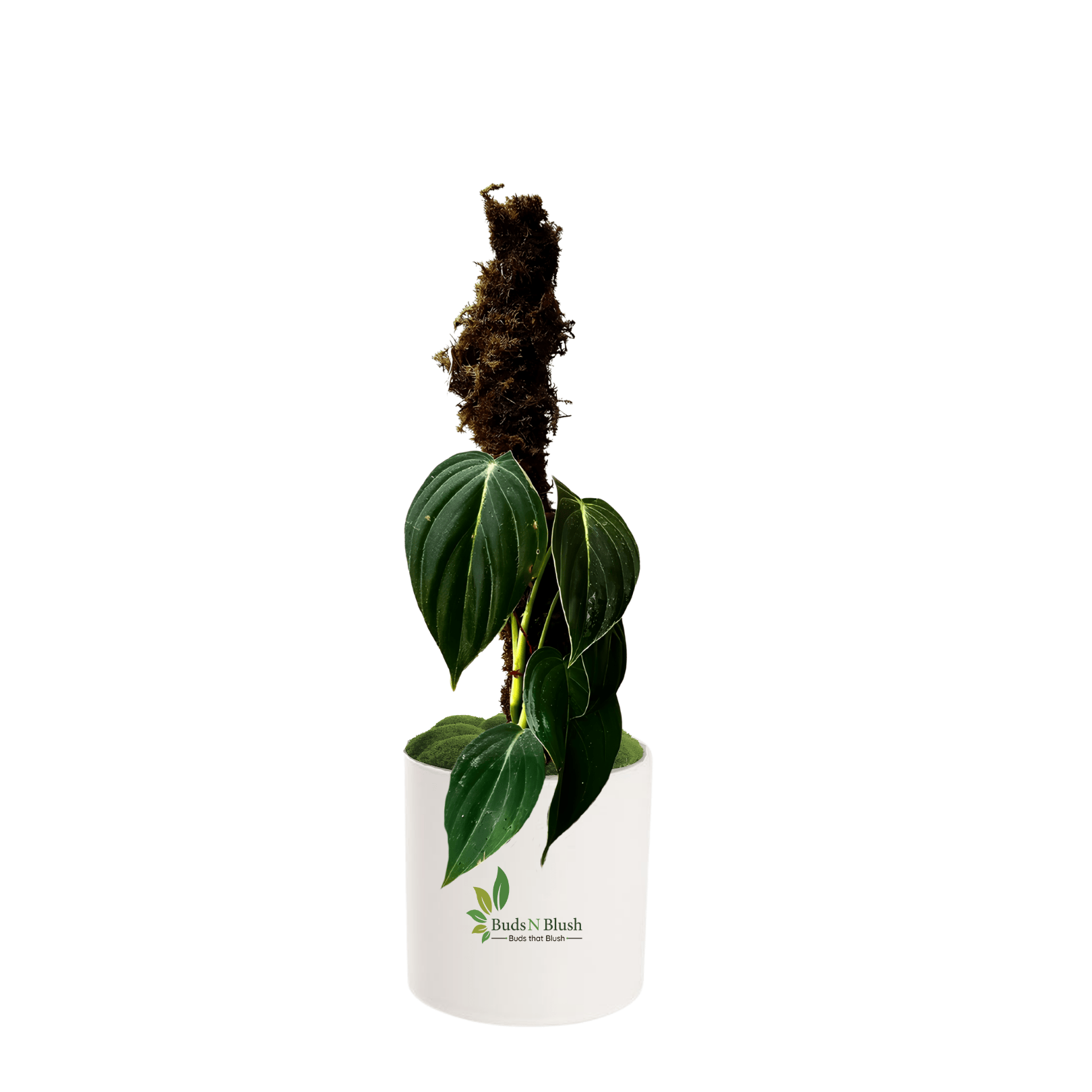philodendron melanochrysum中文 Philodendron Melanochrysum