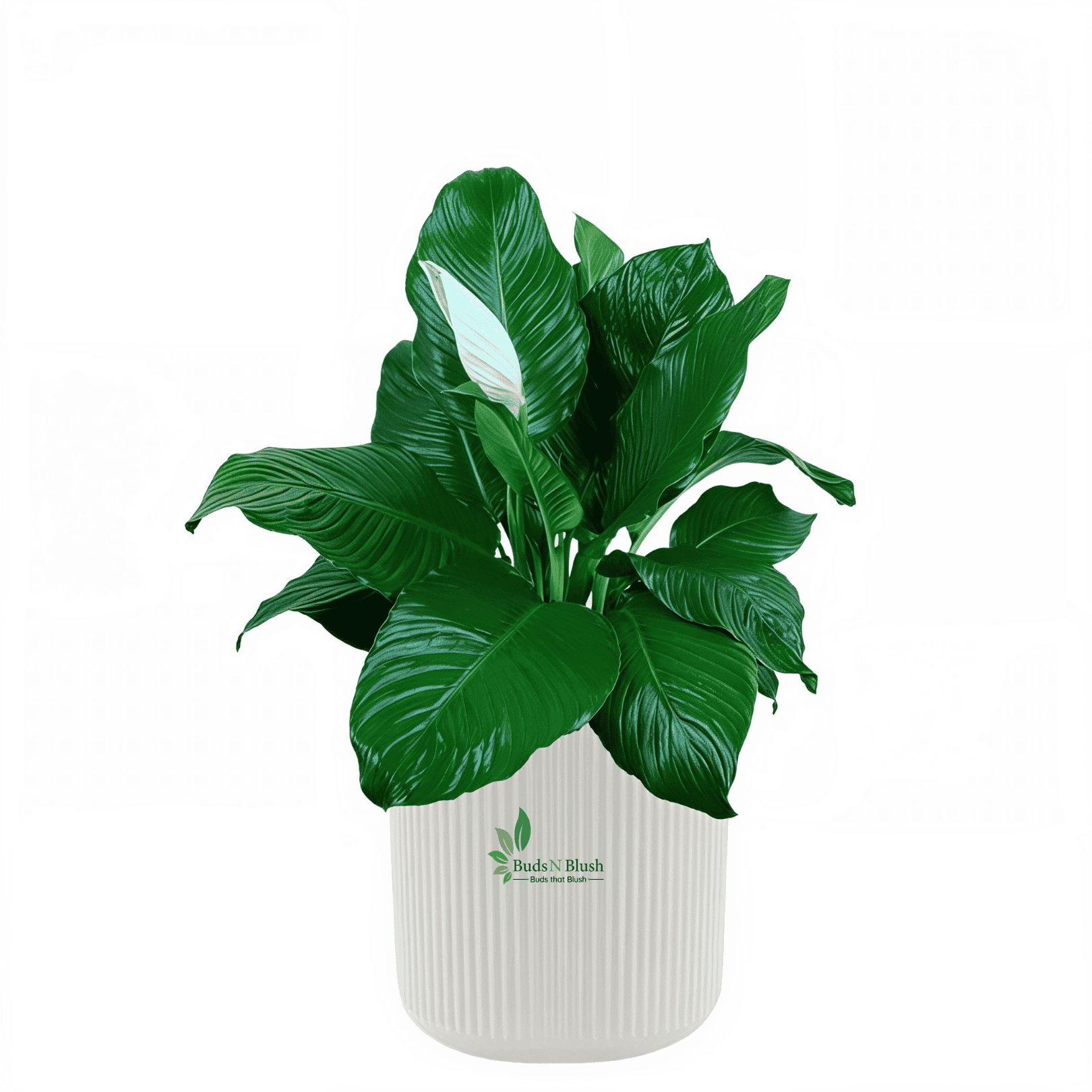 peace lily sensation care Broad leaved Peace Lily