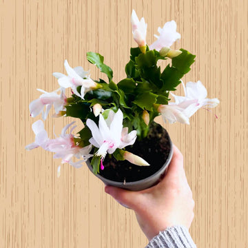 Christmas Cactus White