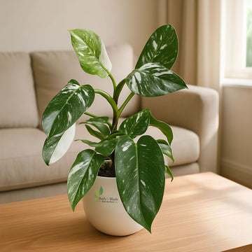 Philodendron White Knight