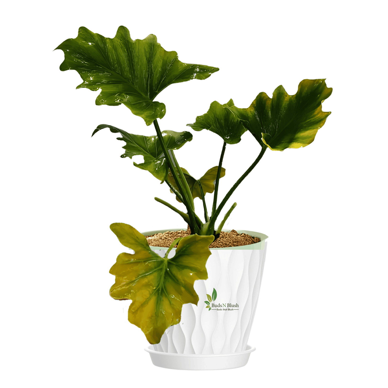 philodendron selloum pot size Philodendron Selloum Green