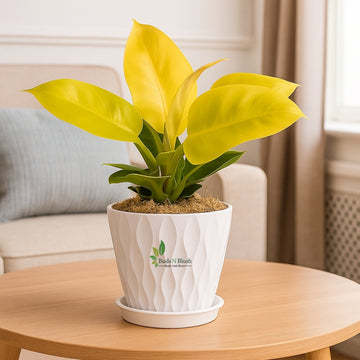 Philodendron Moonshine