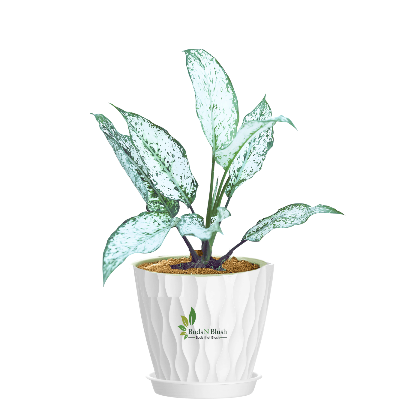 aglaonema india Aglaonema Snow White