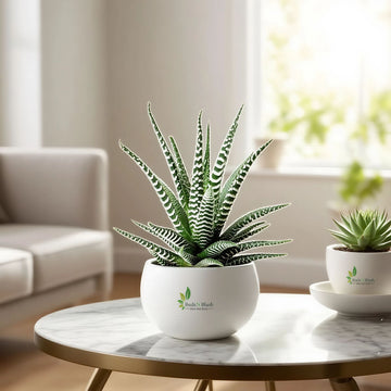 Zebra Plant