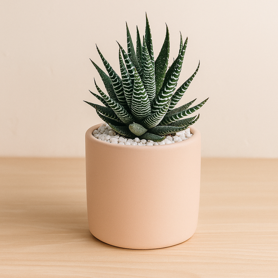 zebra plant pot Zebra Plant