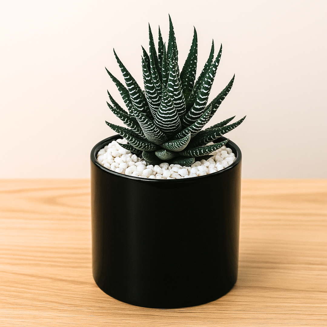 best pot for zebra plant Zebra Plant