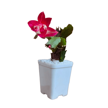 Christmas Cactus Red