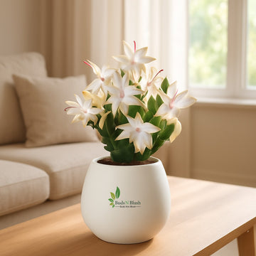 Christmas Cactus White
