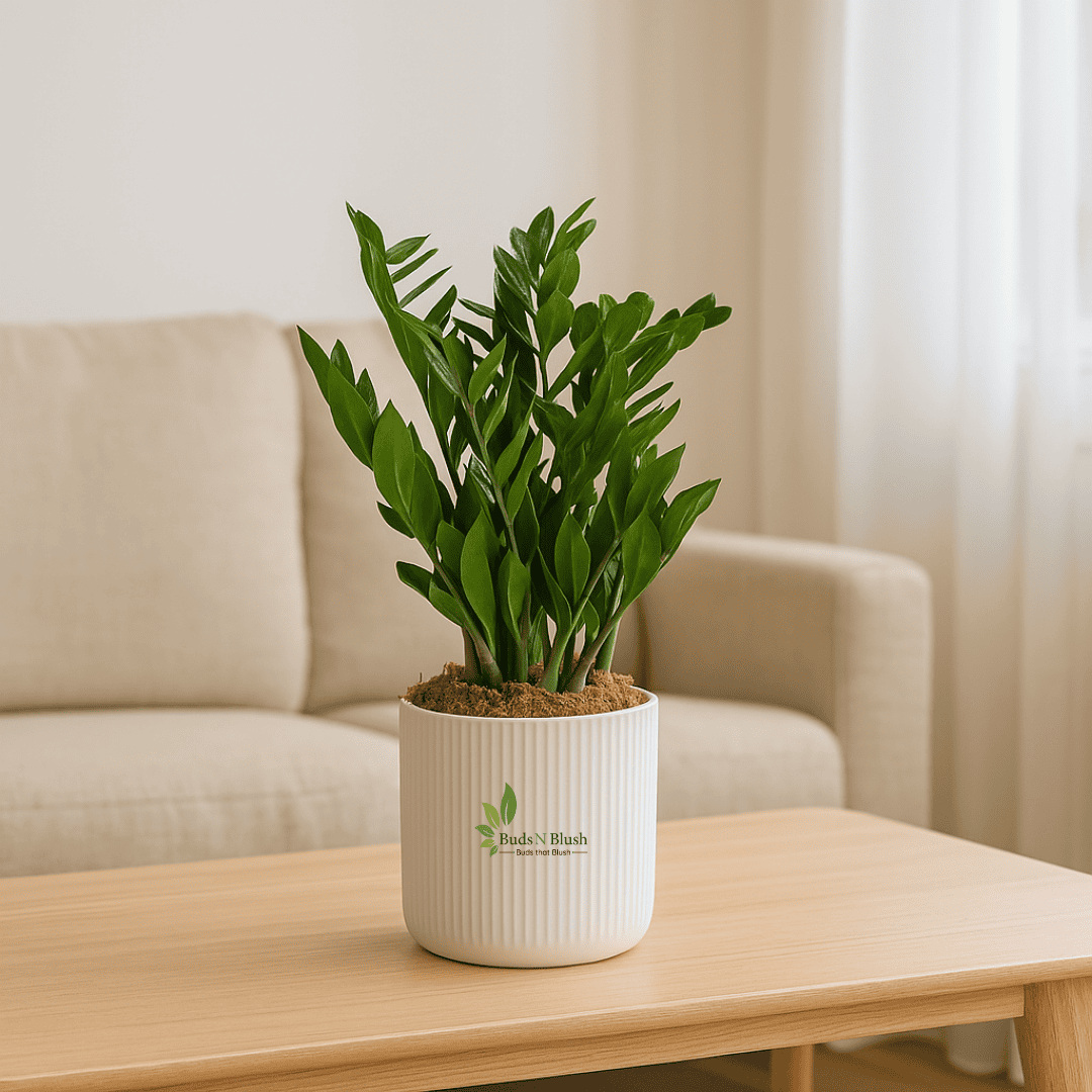 Zamioculas Zamiifolia “ZZ plant”
