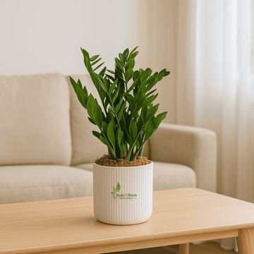Zamioculas Zamiifolia “ZZ plant”