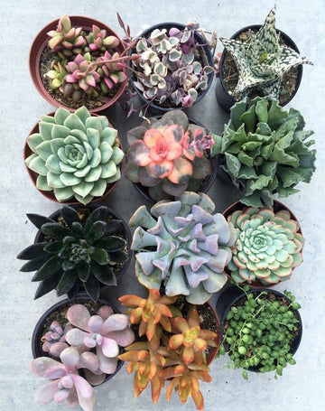 Assorted Succulent Set of 10 Plants, With Pot, Endearing Succulents Plant