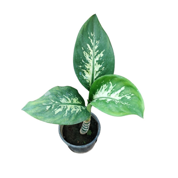 Dieffenbachia Tropic Snow Indoor Plant