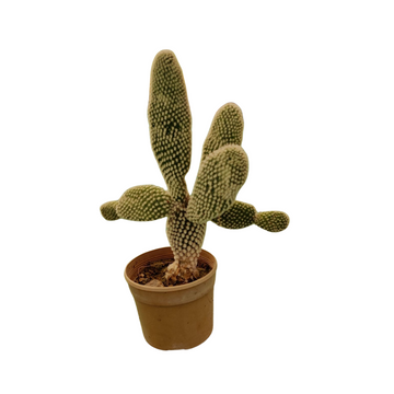 Opuntia microsdays / Bunny ear white / Majestic Rare Cactus