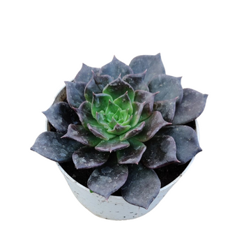 Echeveria Black Prince Plant,  Vishnu Kamal, Endearing Succulents