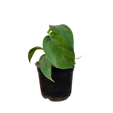 Dragon Tail Monstera Plant Small , Best Air Purifying Plants