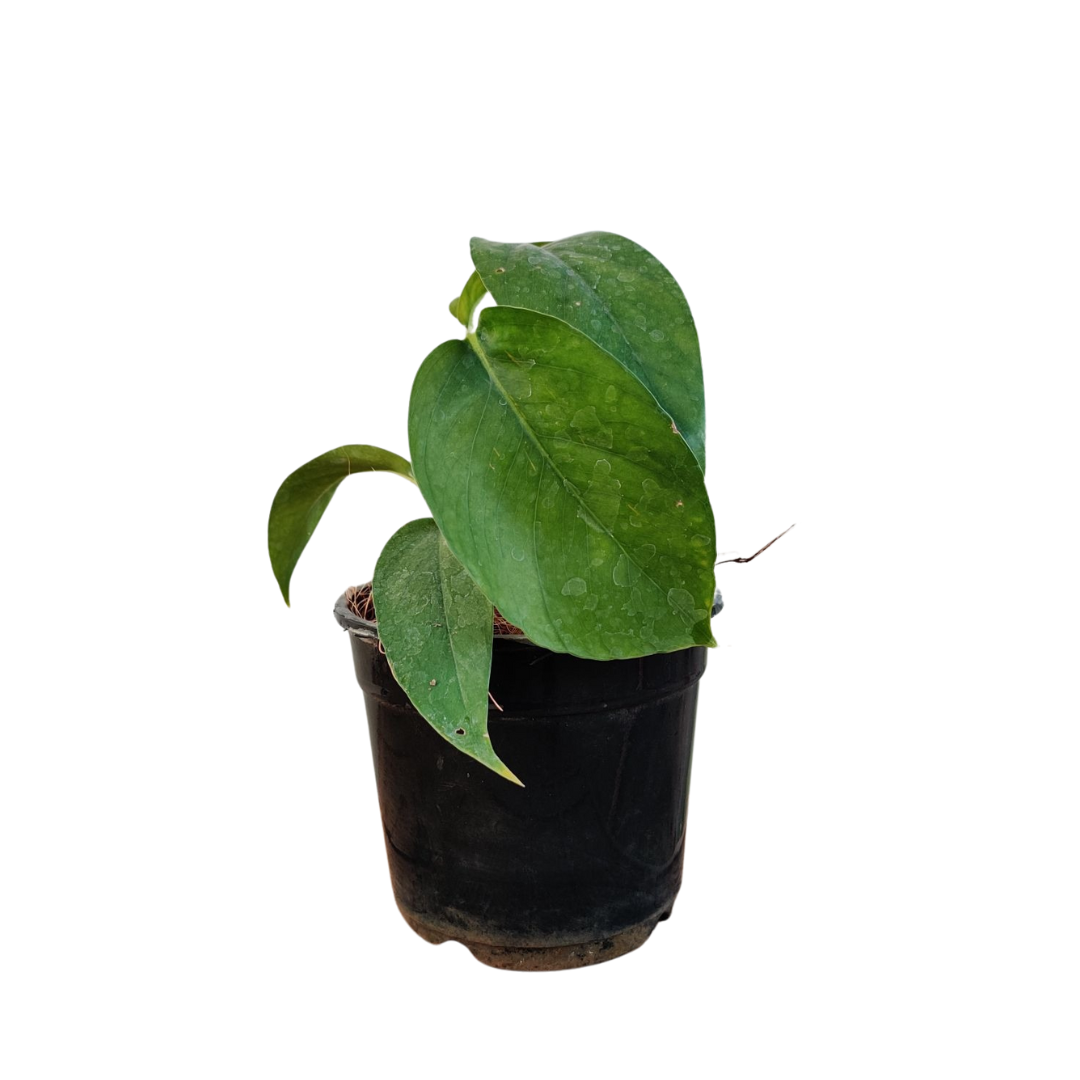 dragon monstera plant Dragon Tail Monstera Plants
