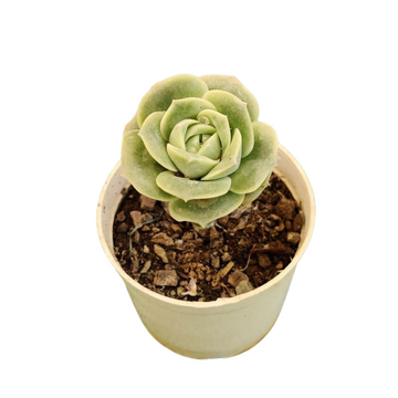 Echeveria Lovely Rose Succulent, Valentine Special