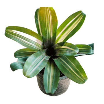 Bromeliad Neoregelia ‘Donger, Exotic Bromeliad